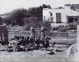 عين شمس